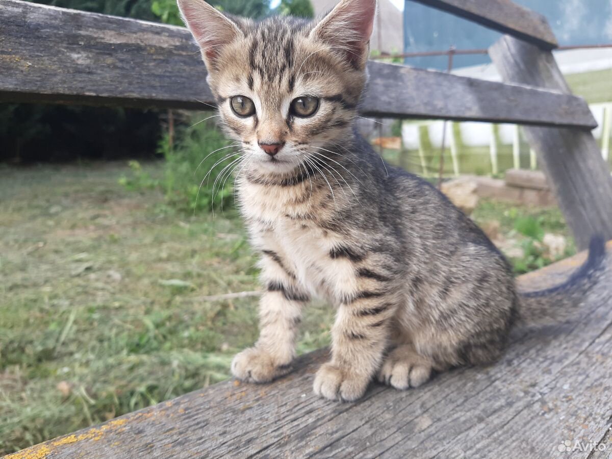 Кошка крысоловка