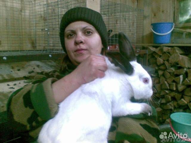 Кролики чистопородные купить на Зозу.ру - фотография № 1