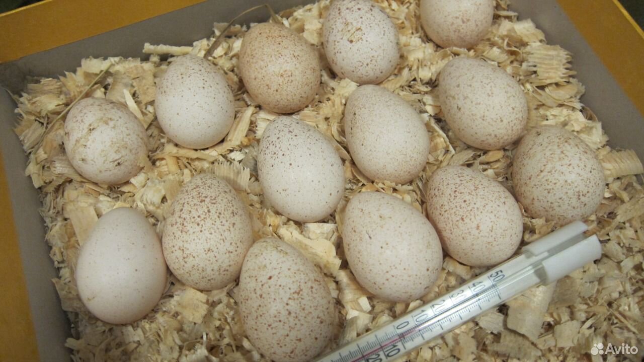 Купить инкубационное яйцо брянская область. Яйцо Северо кавказской индейки фото.