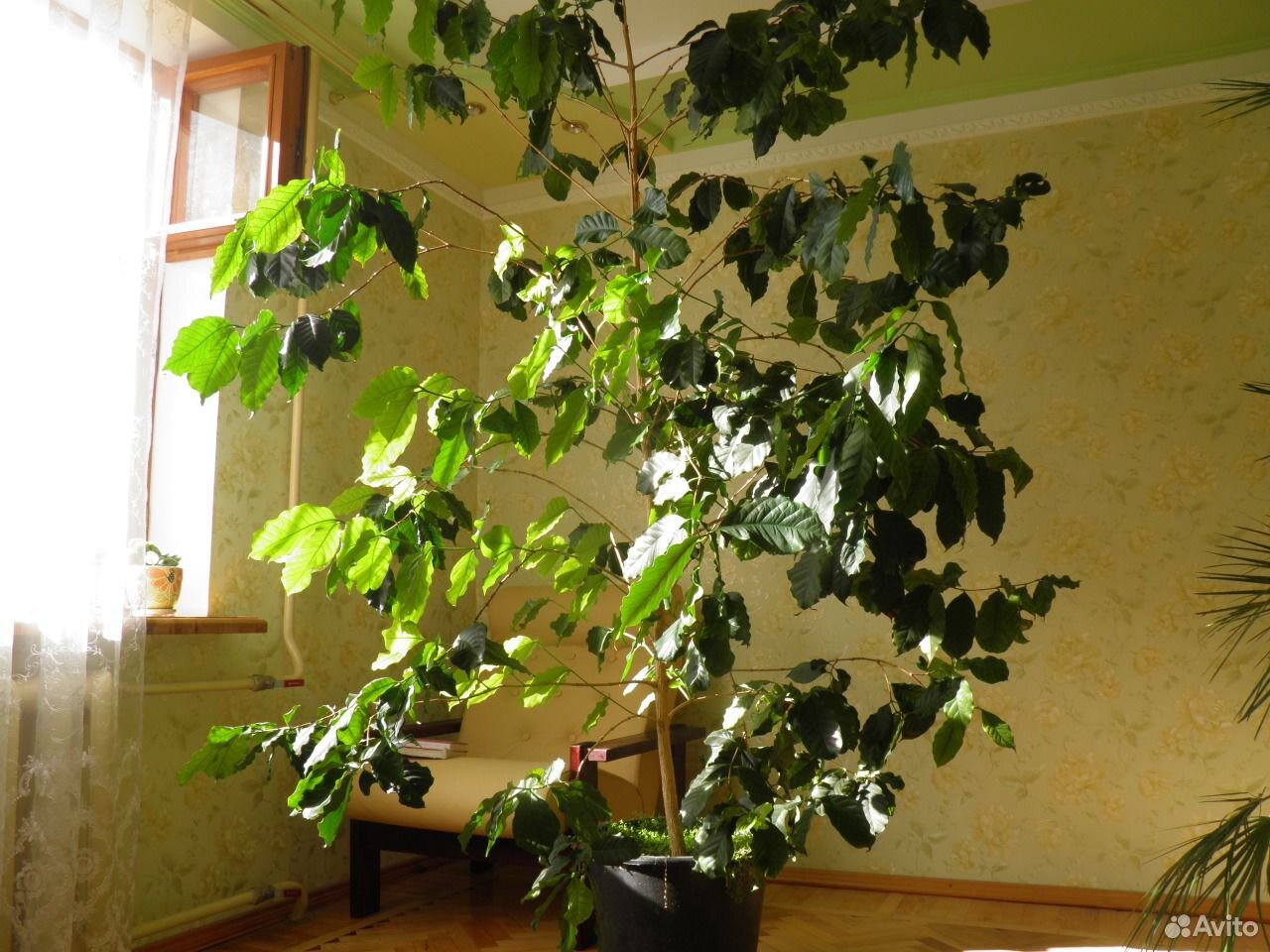 Кофейное дерево купить на Зозу.ру - фотография № 3