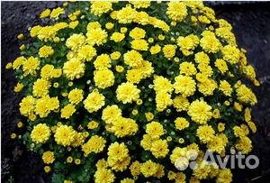 Многолетние цветы купить на Зозу.ру - фотография № 3