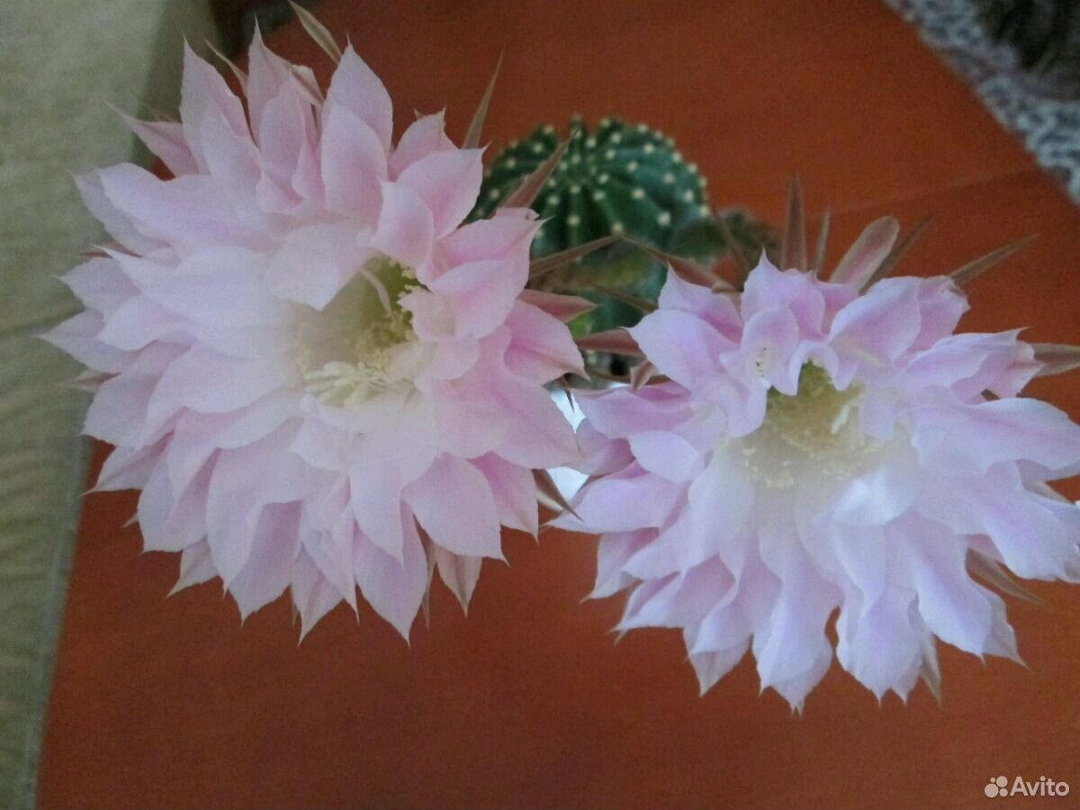 Продаю большой цветущий кактус купить на Зозу.ру - фотография № 1