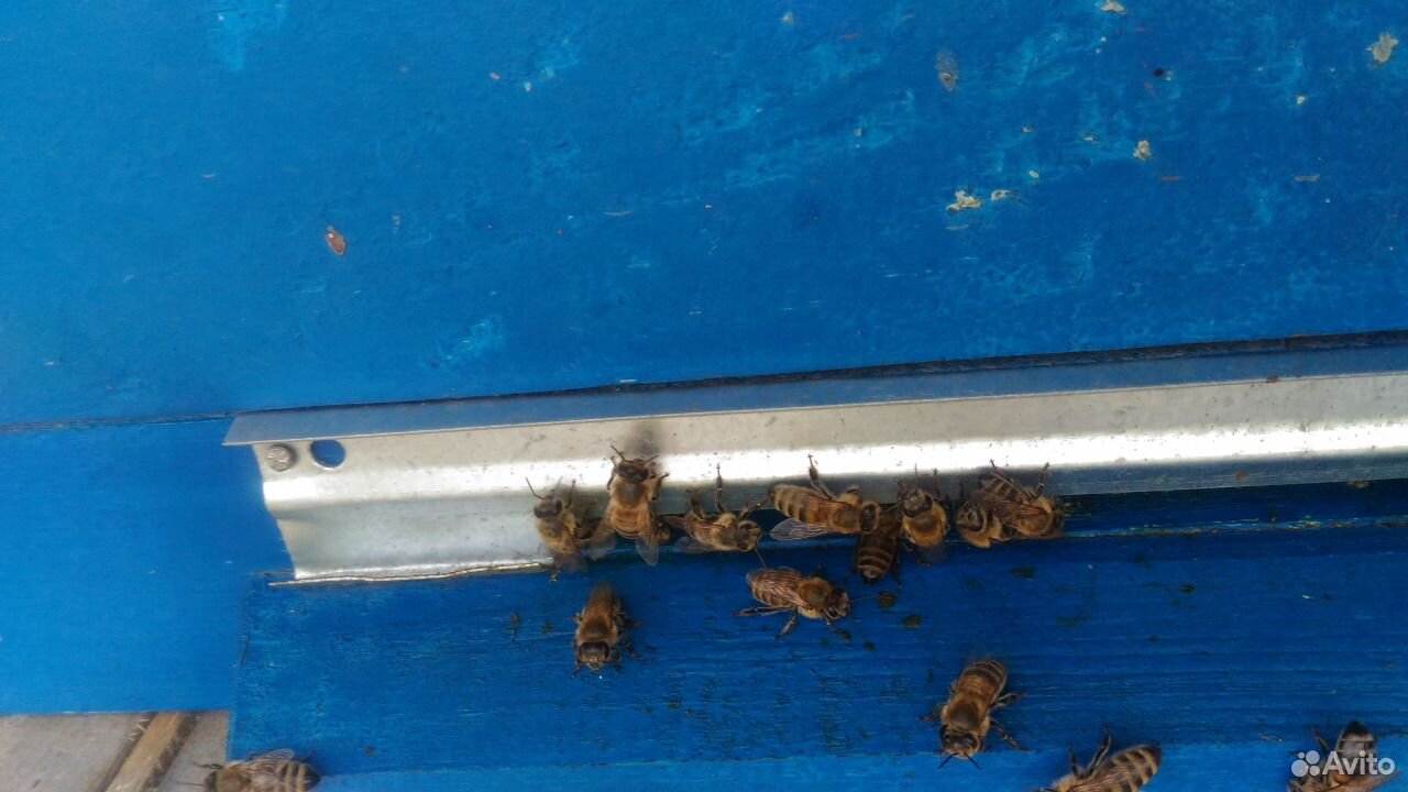 Продам пчел, пчелосемьи купить на Зозу.ру - фотография № 4