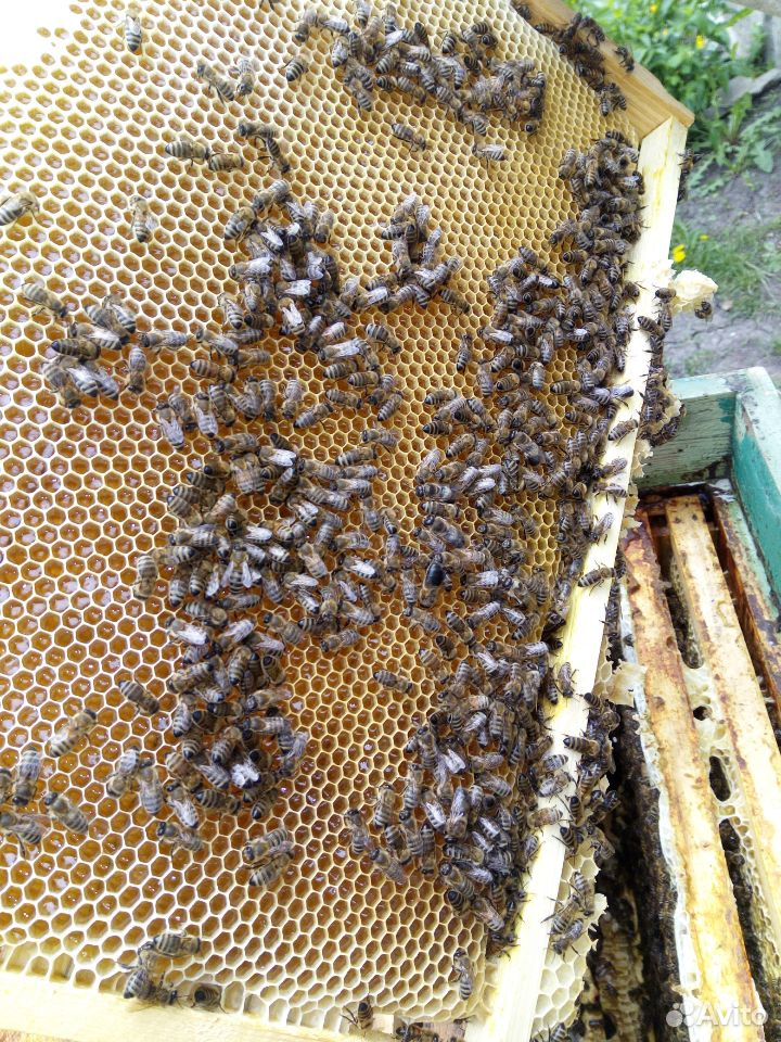Продам Пчел, Пчелопакеты купить на Зозу.ру - фотография № 1
