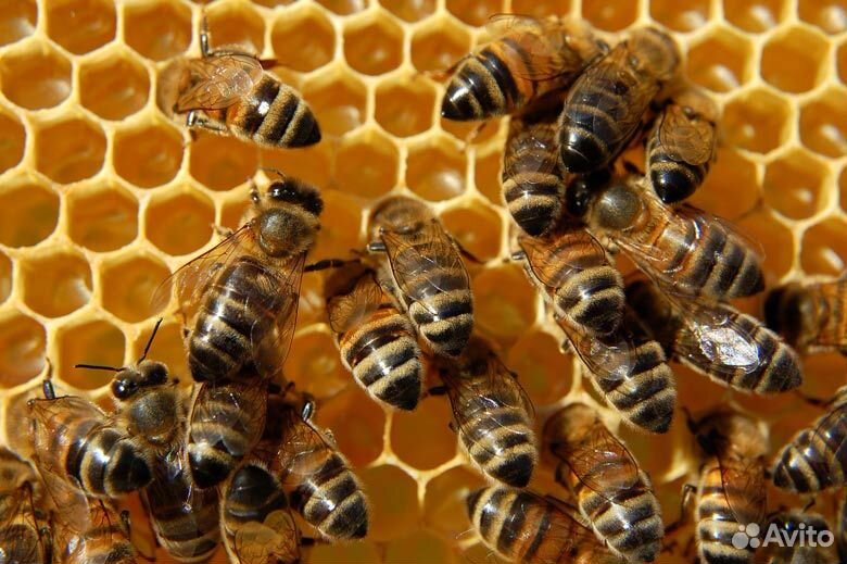 Продам пчелосемьи Карника купить на Зозу.ру - фотография № 2
