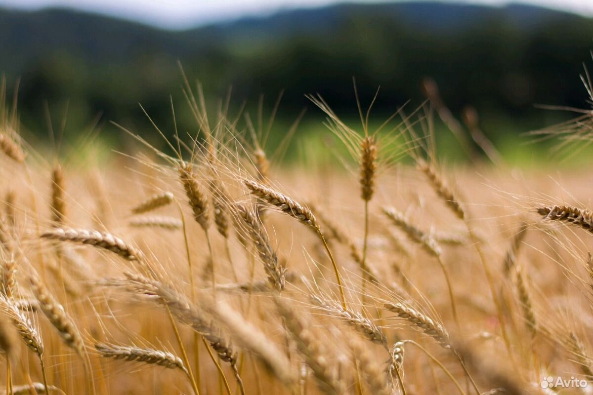Пшеница чистая, без применение гербицидов купить на Зозу.ру - фотография № 2