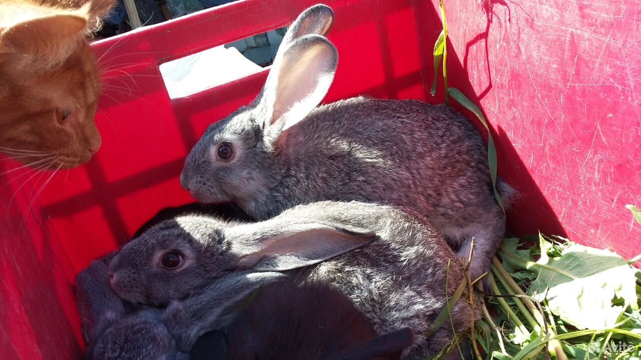 Кролики, крольчихи на племя купить на Зозу.ру - фотография № 5