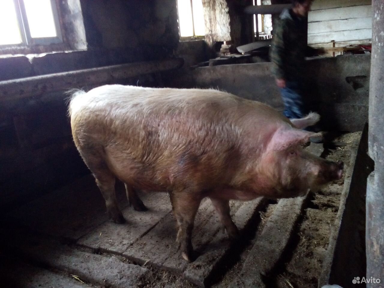 Продам свинью на мясо и сало купить на Зозу.ру - фотография № 1