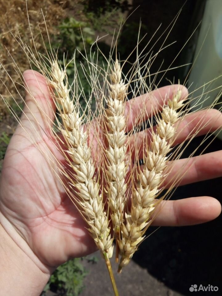 Семена озимой пшеницы купить на Зозу.ру - фотография № 3