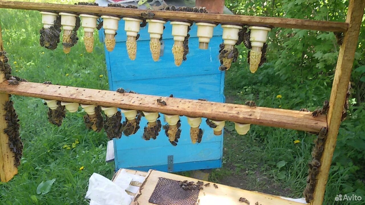 Продам маточники,плодные матки 2020 года.(пчелы) купить на Зозу.ру - фотография № 4