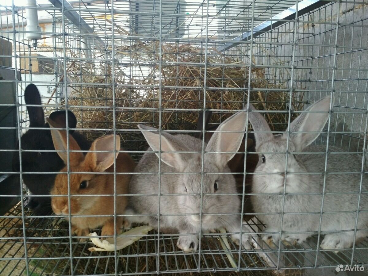 Помесные кролики купить на Зозу.ру - фотография № 2