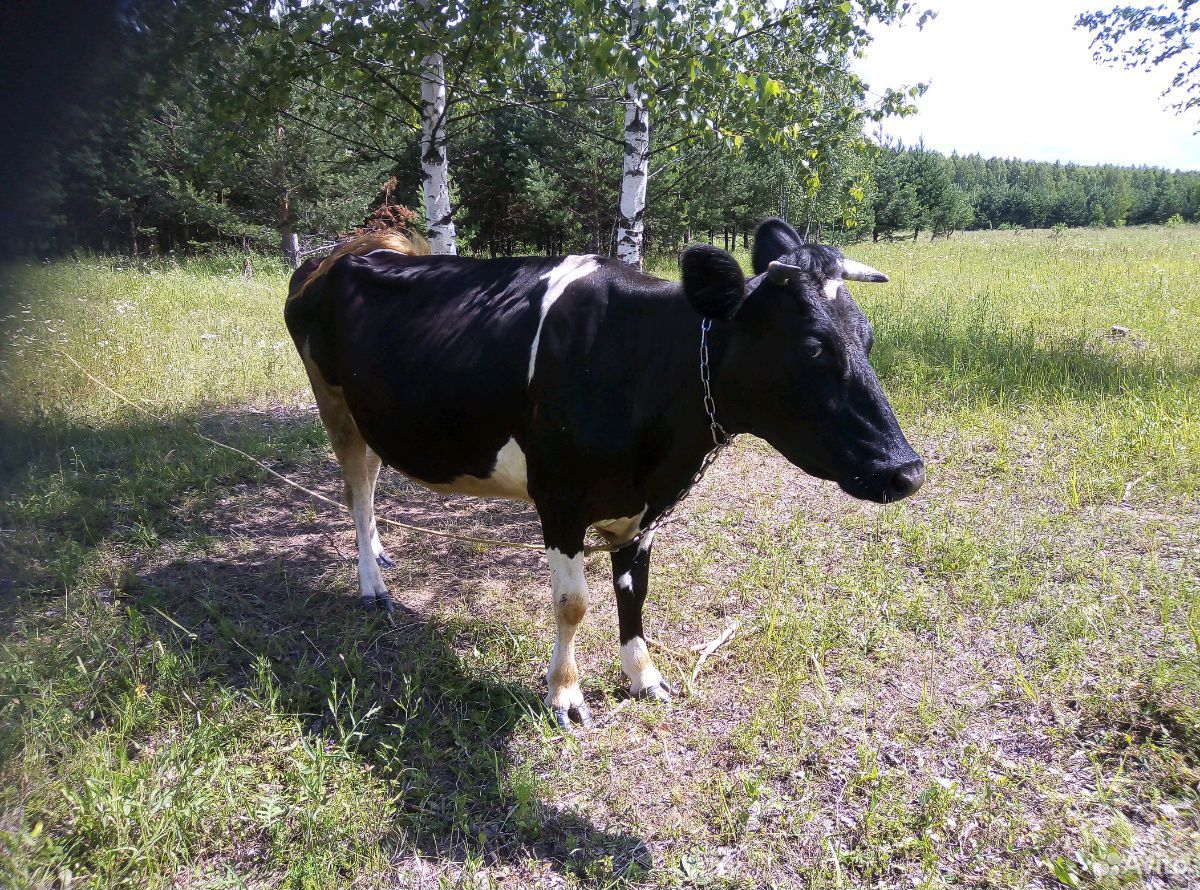 Продадим корову купить на Зозу.ру - фотография № 1