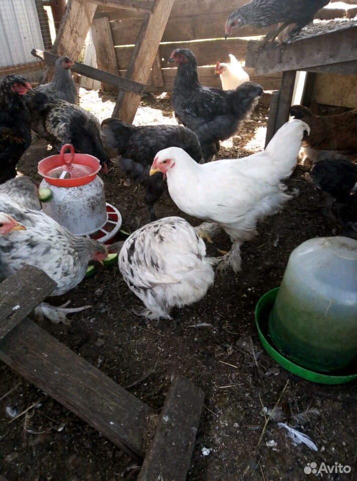 Продаются цыплята (брама) купить на Зозу.ру - фотография № 2