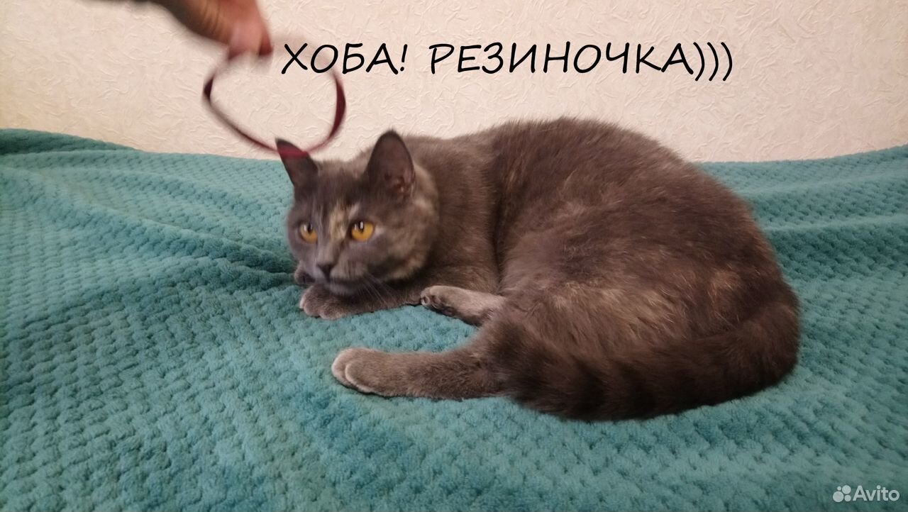 Роскошная кошка - плюшка Буля для лучших людей купить на Зозу.ру - фотография № 3