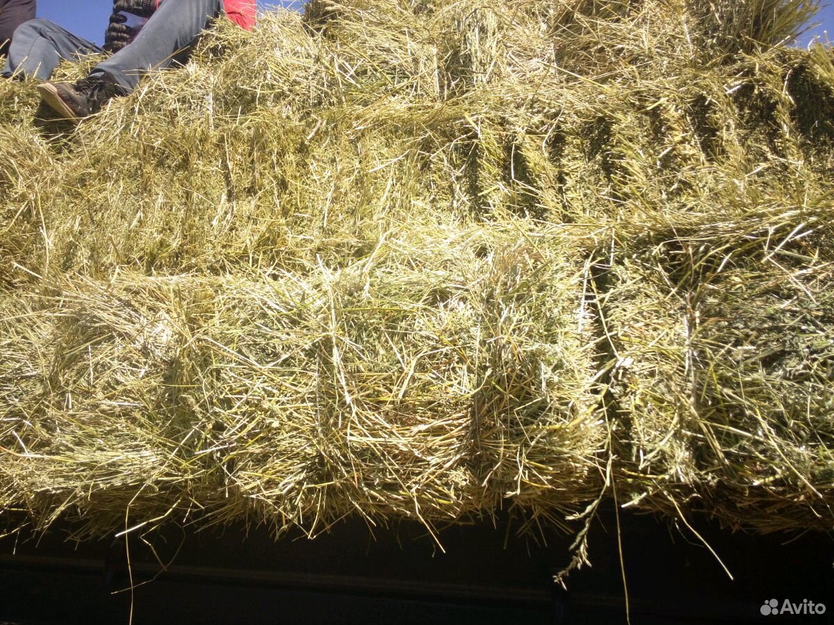 Сено сеяное в тюках(люцерна) купить на Зозу.ру - фотография № 5