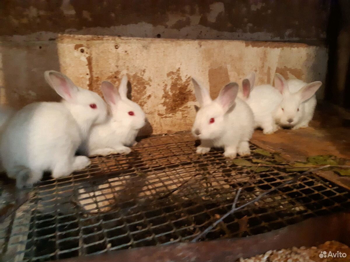 Породистые кролики от хороших производителей купить на Зозу.ру - фотография № 3