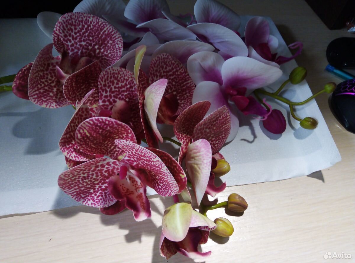 Орхидея фаленопсис купить на Зозу.ру - фотография № 2