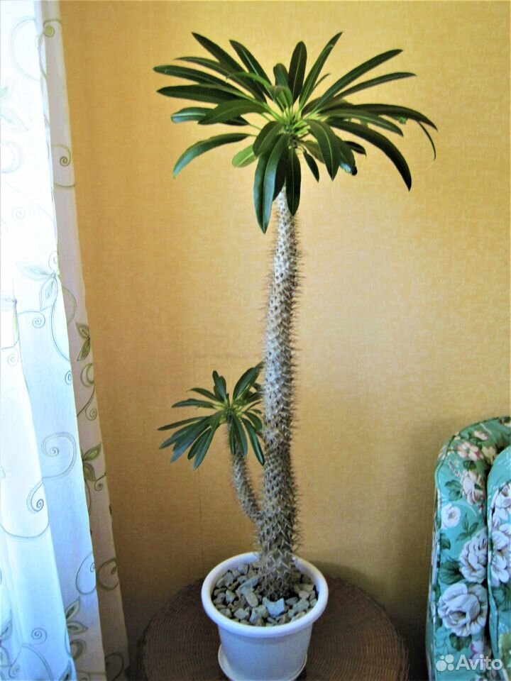 Пахиподиум Ламера (Мадагаскарская пальма) купить на Зозу.ру - фотография № 2