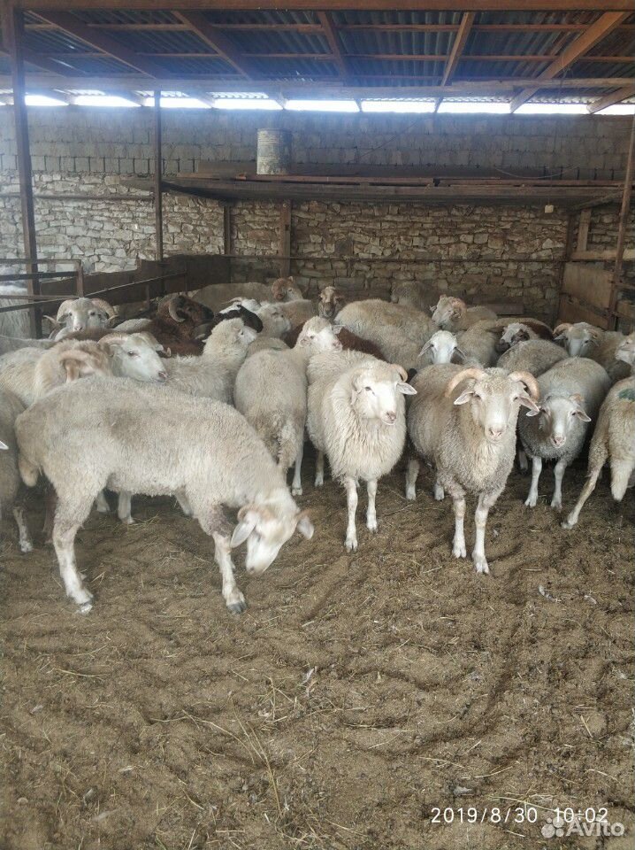 Нубийские козы купить на Зозу.ру - фотография № 4