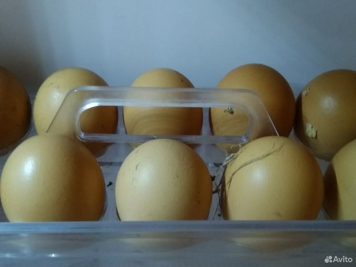 Яйцо куриное домашнее купить на Зозу.ру - фотография № 3