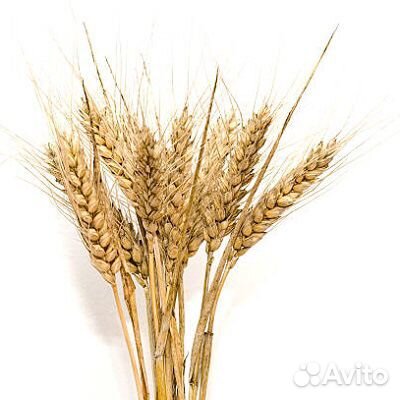 Колосья пшеницы купить на Зозу.ру - фотография № 1
