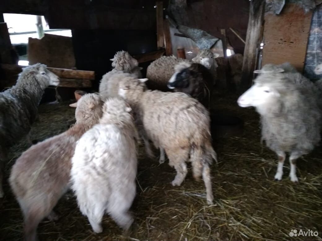 Овцы и ягнята купить на Зозу.ру - фотография № 3