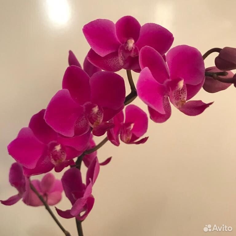 Орхидея фаленопсис на заказ купить на Зозу.ру - фотография № 1