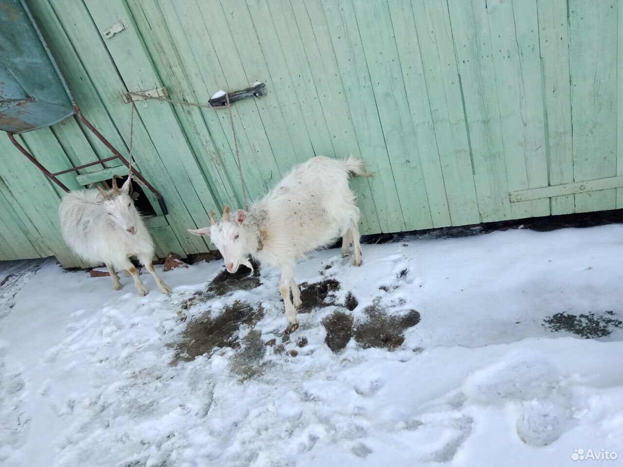 Продам двух дойных коз купить на Зозу.ру - фотография № 3