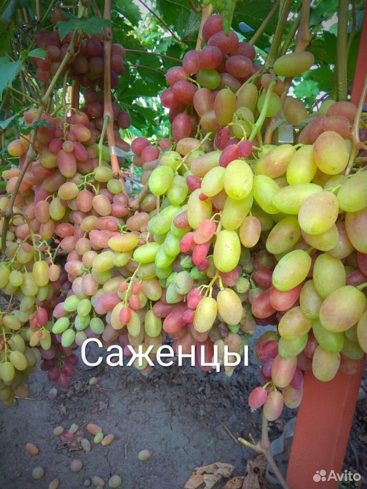 Саженцы столового винограда купить на Зозу.ру - фотография № 7