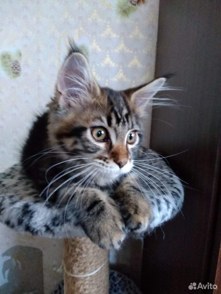 Продается котенок купить на Зозу.ру - фотография № 3