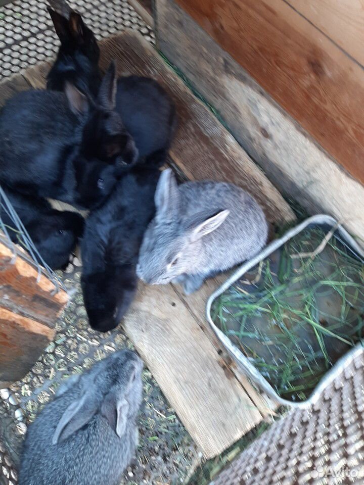Калифхорнийские кролики купить на Зозу.ру - фотография № 2