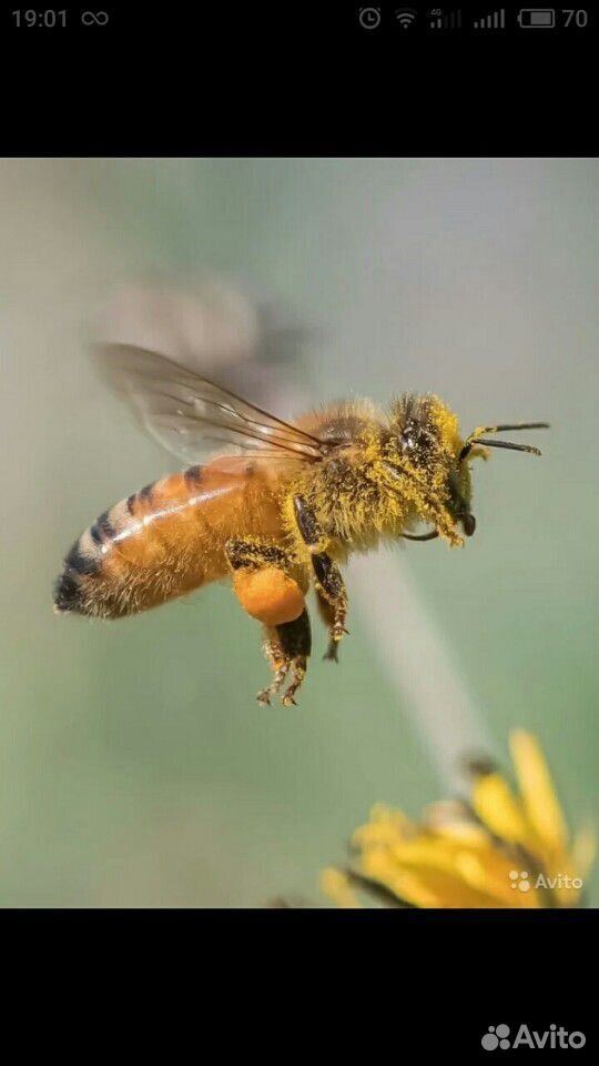 Пчелы, пчелосемья купить на Зозу.ру - фотография № 1