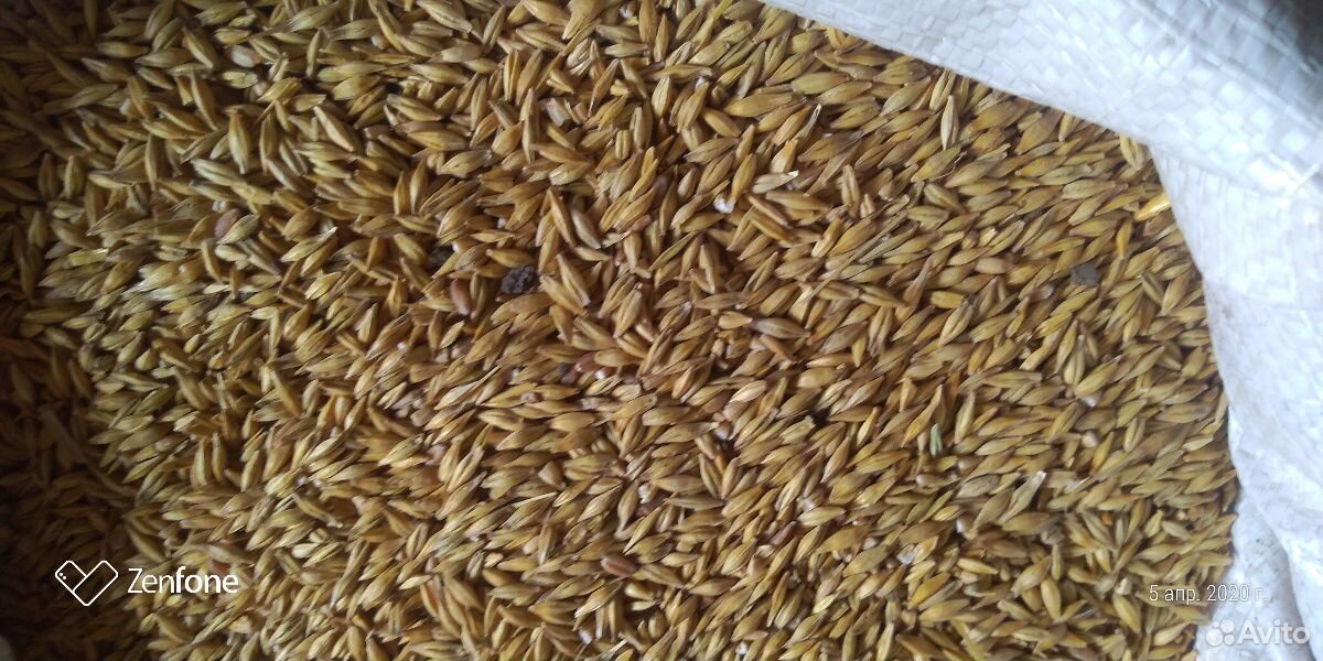 Зерно: пшеница, ячмень купить на Зозу.ру - фотография № 4