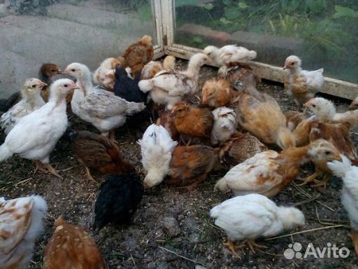 Цыпленок домашний 1.5 месяца купить на Зозу.ру - фотография № 1