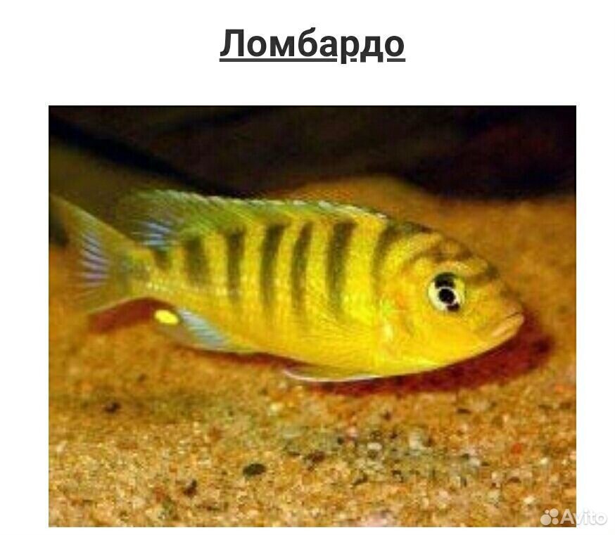Рыбки аквариумные Цихлиды купить на Зозу.ру - фотография № 4