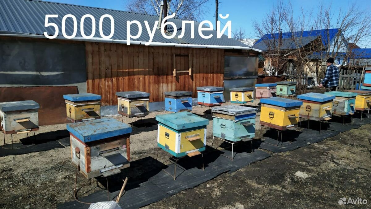 Продам улья и пчелосемьи купить на Зозу.ру - фотография № 1