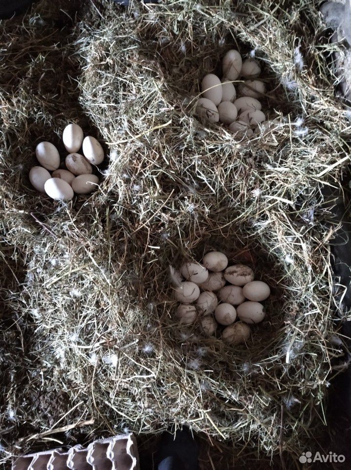 Гусиные яйца купить на Зозу.ру - фотография № 7