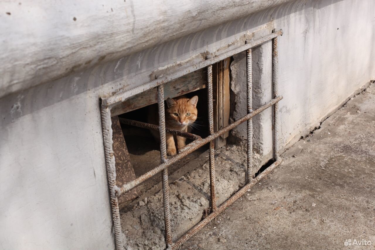 Молодой рыжий котик купить на Зозу.ру - фотография № 1