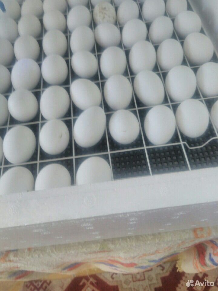 Яйцо для инкубации Легорн купить на Зозу.ру - фотография № 1