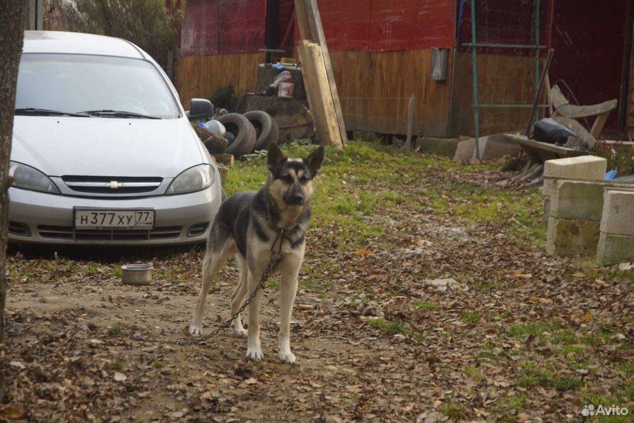 Щенки от домашних собак купить на Зозу.ру - фотография № 4