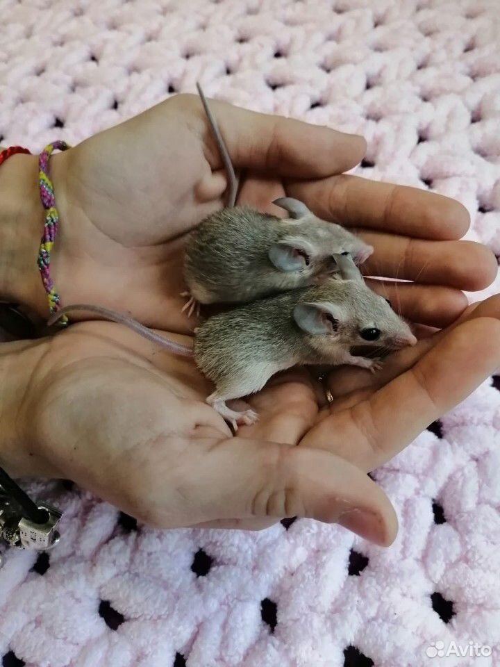 Иглистые мышки(акомисы) купить на Зозу.ру - фотография № 3