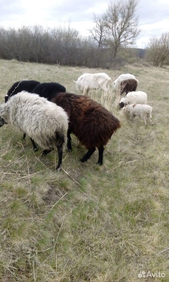 Овцы, бараны купить на Зозу.ру - фотография № 5