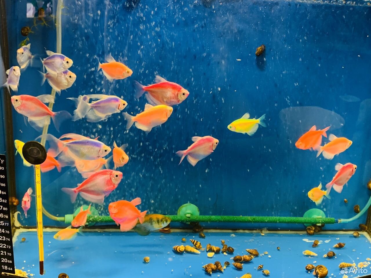 Тернеция рыбка аквариумная купить на Зозу.ру - фотография № 6