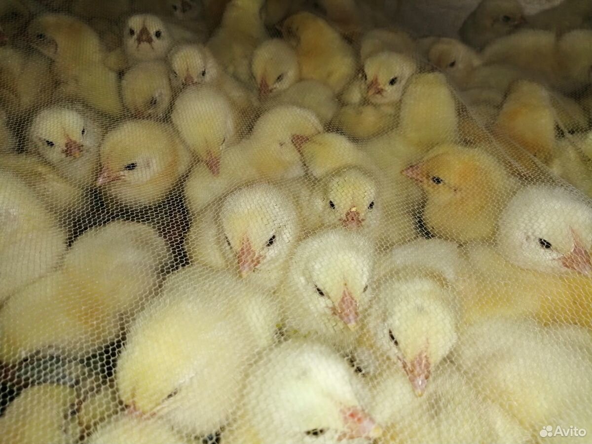 Цыплята и инкубационное яйцо купить на Зозу.ру - фотография № 2