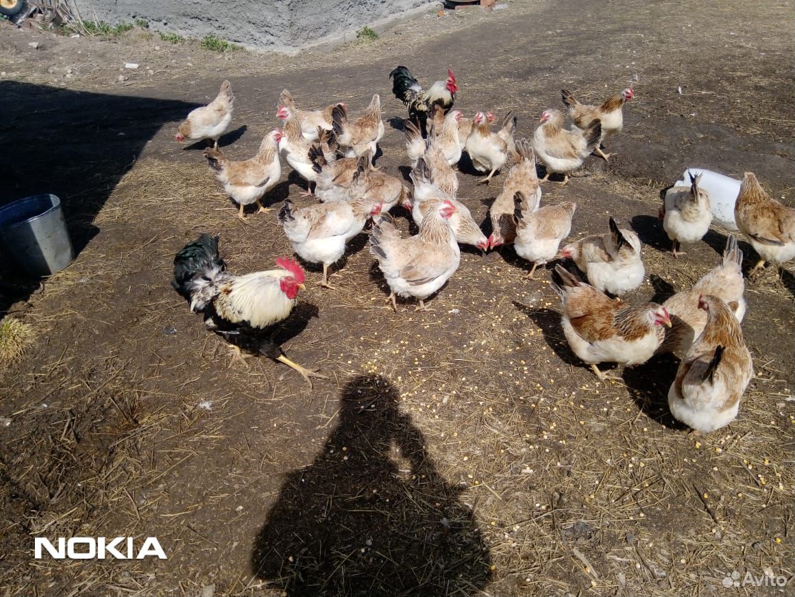 Куры цыплята загорской лососёвой инкубационное яйц купить на Зозу.ру - фотография № 2