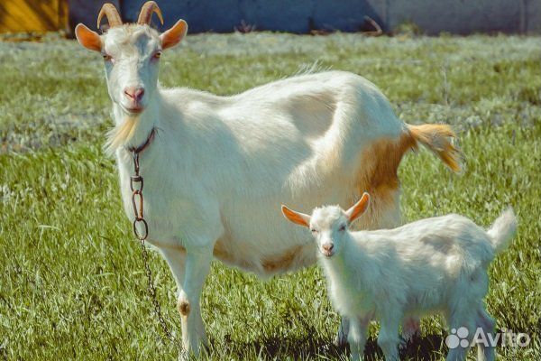 Продаю дойную козу, козлят, племенного козла купить на Зозу.ру - фотография № 1