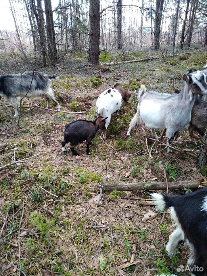 Камерунские козы купить на Зозу.ру - фотография № 7