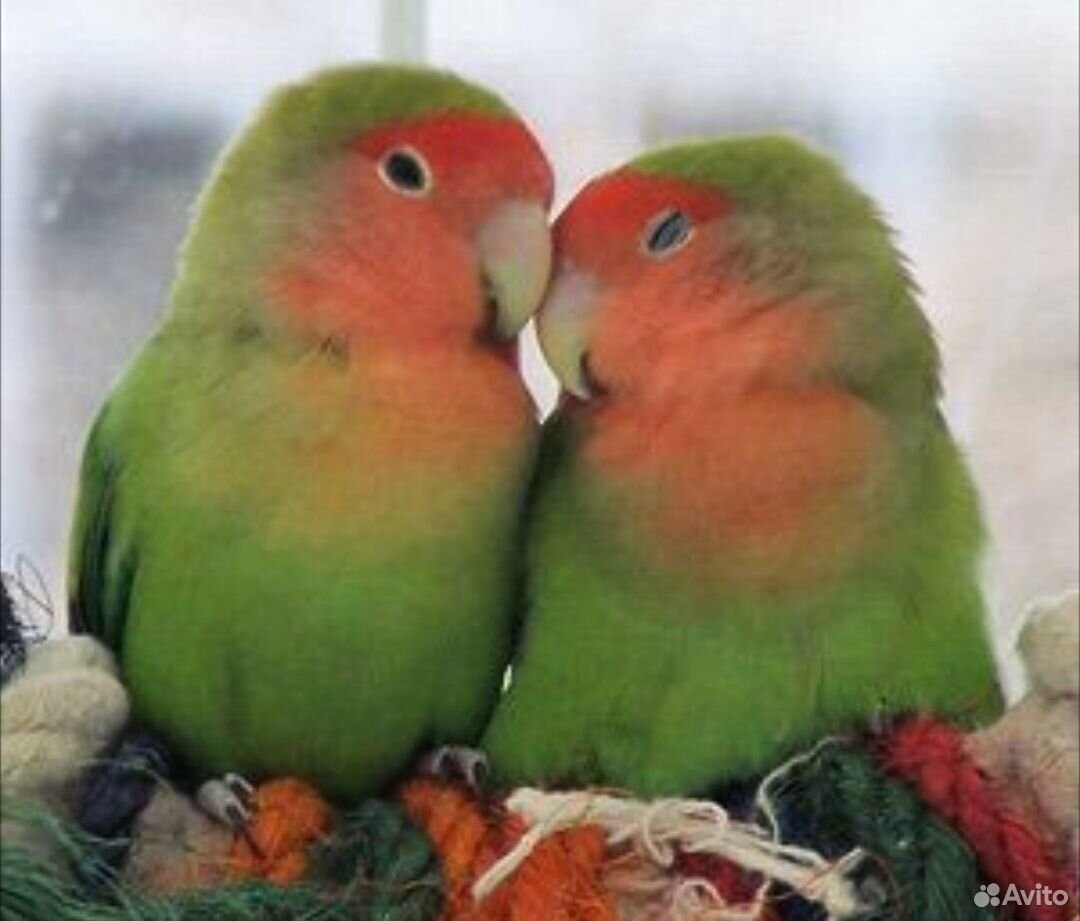 I love birds