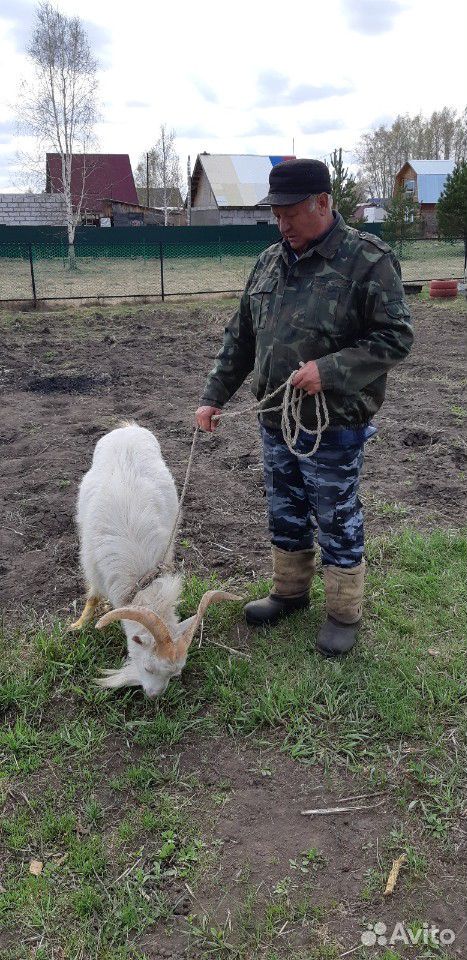 Коза дойная и белый козёл купить на Зозу.ру - фотография № 6