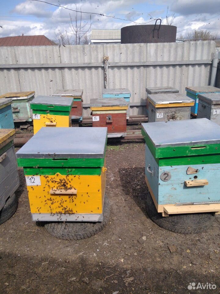 Продаются пчелосемьи. Зимовка прошла успешно. Семь купить на Зозу.ру - фотография № 3